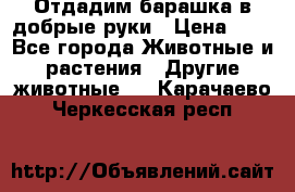 Отдадим барашка в добрые руки › Цена ­ 1 - Все города Животные и растения » Другие животные   . Карачаево-Черкесская респ.